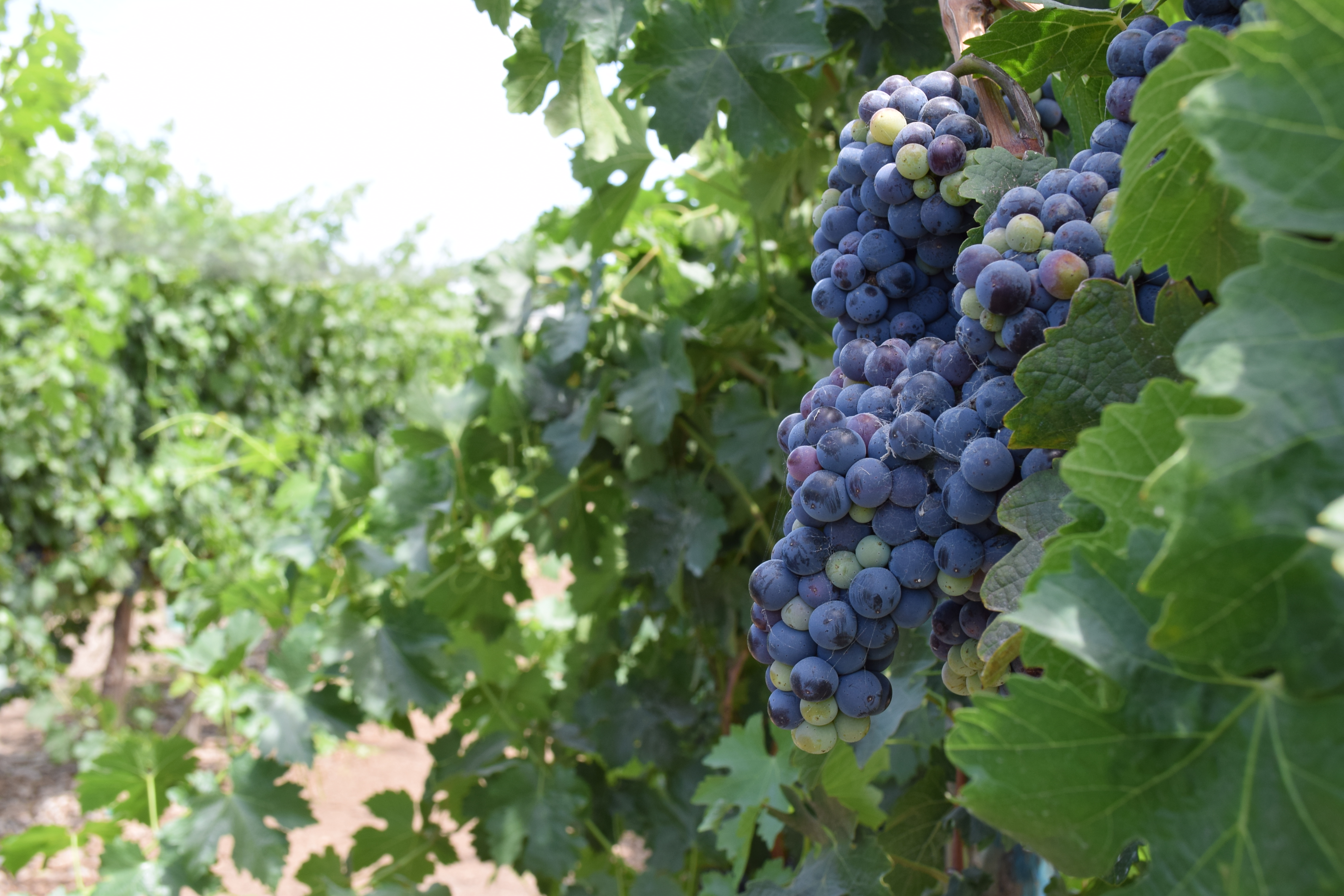 EL viñedo experimental de Cespt  podría tener su primer cosecha  en este año