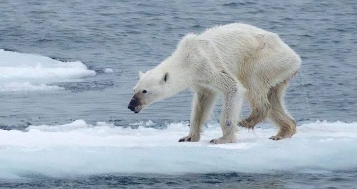 Osa polar en desnutrición por calentamiento global causa conmoción en redes