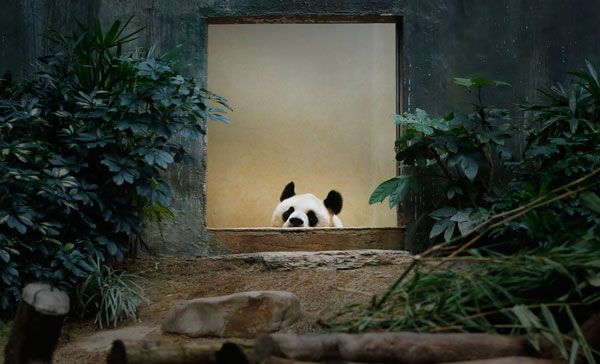 Osa panda finge estar embarazada para gozar privilegios