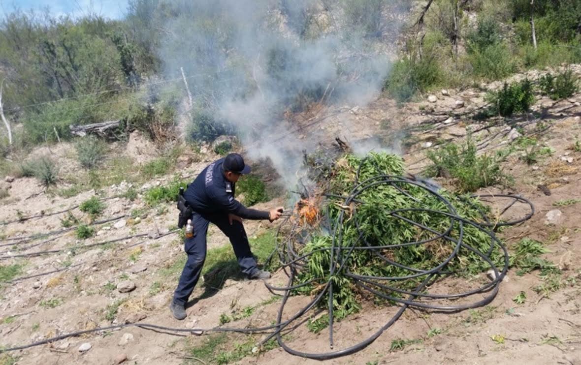 Policía Federal localiza e incinera once predios sembrados con marihuana en Chihuahua