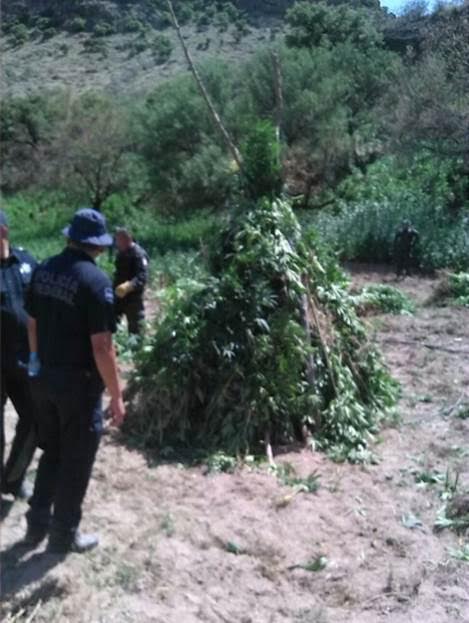 En Chihuahua, Policías Federales destruyen más de 19 toneladas de marihuana