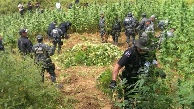 Policía Federal destruye 120 toneladas de marihuana en Sonora