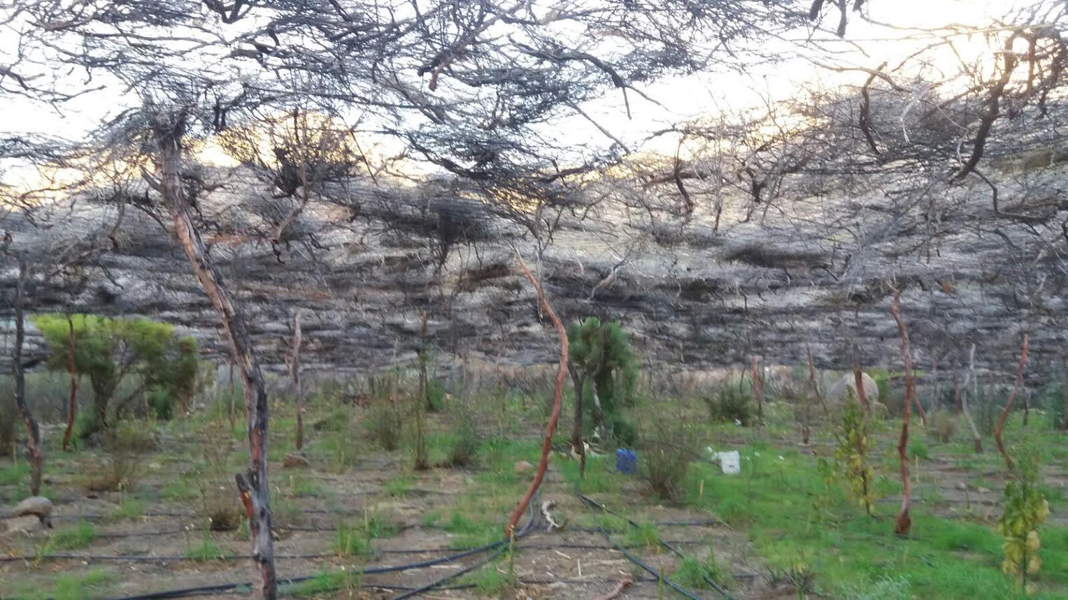 Detecta PEP “narcoplantío” de casi 5 hectáreas