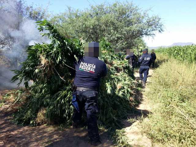 Policía Federal destruye más de mil toneladas de marihuana en Sonora
