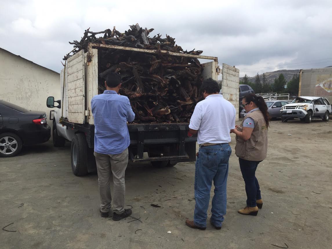 Asegura Profepa 4.7 m3 de madera en Tecate