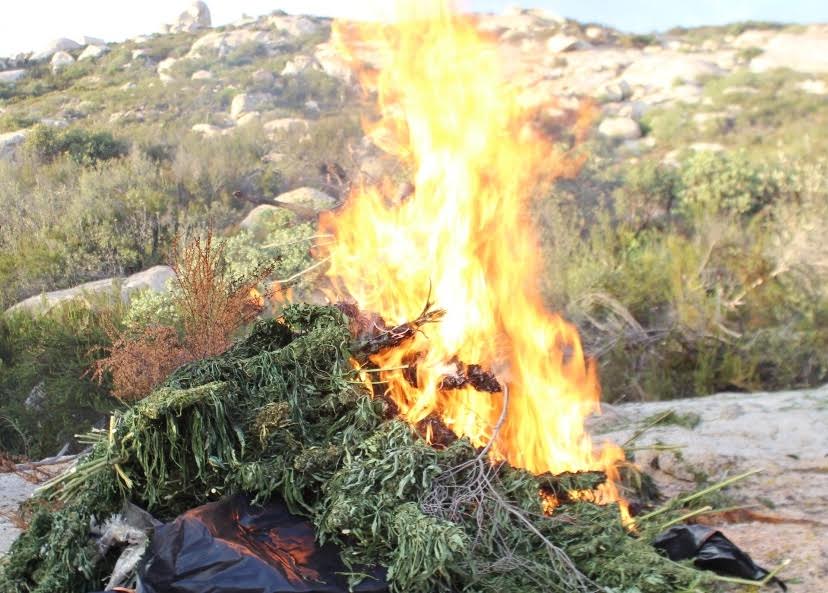 PEP destruye plantíos de marihuana en Tecate