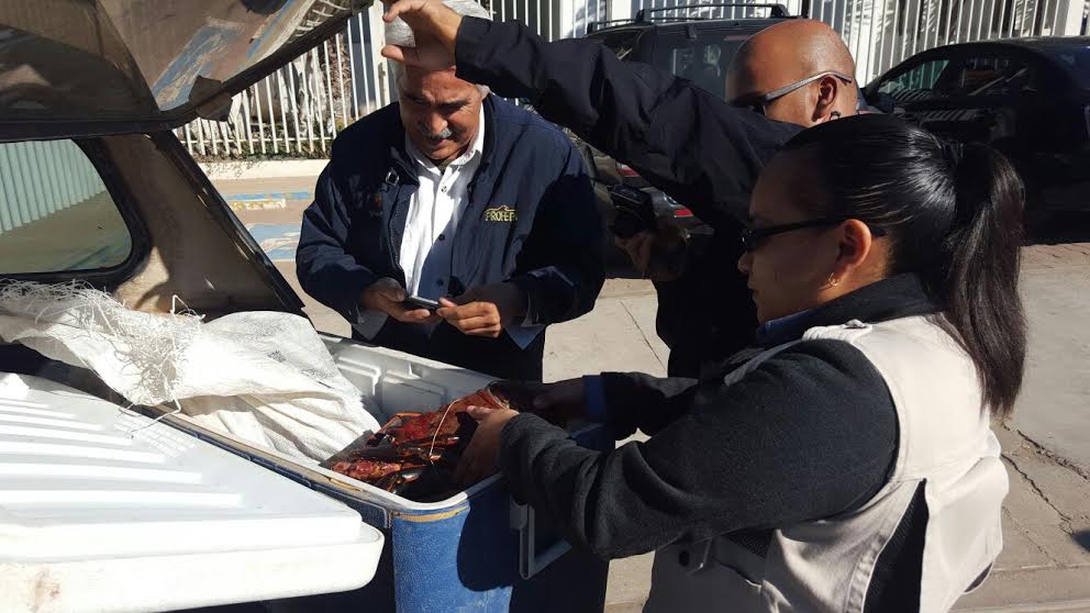 Decomisa Profepa 90 kg de carne de almeja pismo en Ensenada