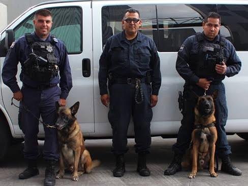 Participará la Unidad Canina en la 20a prueba Anual de Policías Caninas