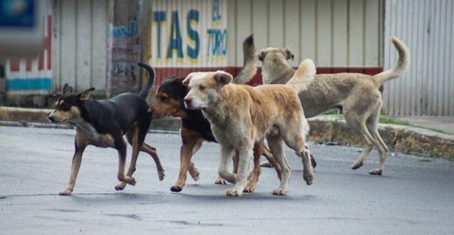 Perros callejeros invaden calles de BC