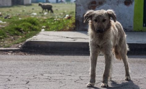 70% de los perros que viven en la calle sufrieron abandono; hay 23 millones