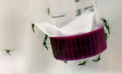Zika infecta a Irlanda, reportan dos casos