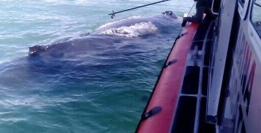 Liberan ballena jorobada atrapada en una red en el Alto Golfo de California