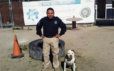 Unidad Canina ‘K9’ de Rosarito recibe curso por parte de la PEP en Tijuana