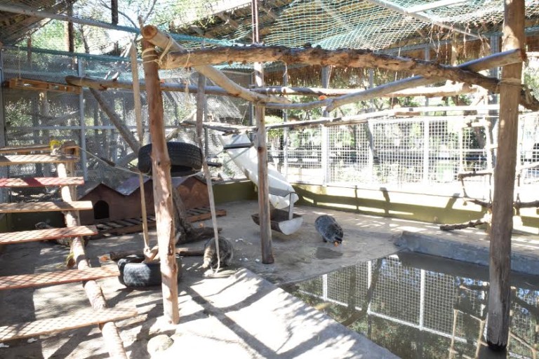 Realizan mejoras en hábitat de mapaches del Parque Morelos