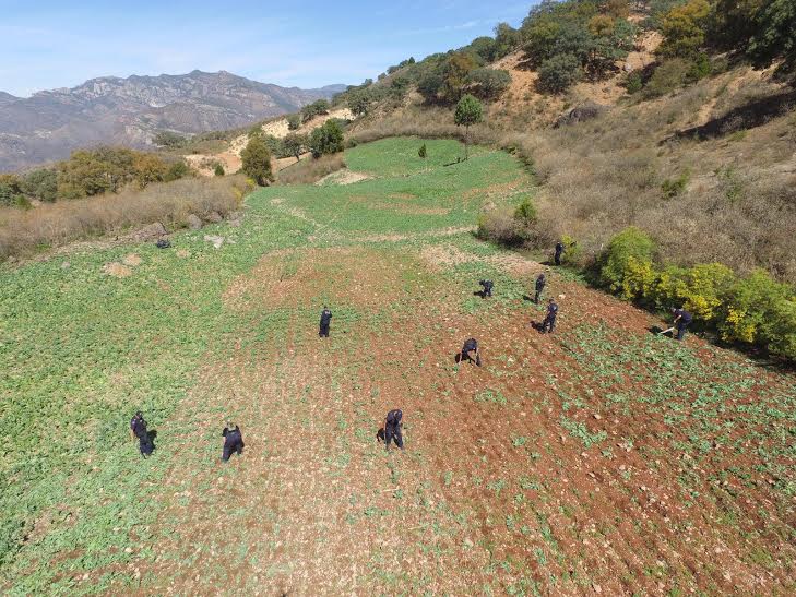 Policía Federal destruye más de un millón de plantas de amapola