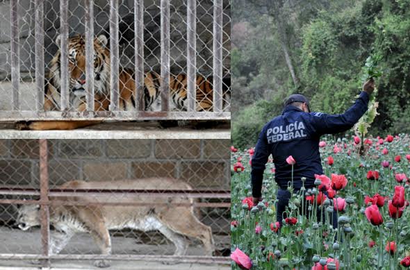 Destruye Policía Federal campo de amapola y rescata a dos felinos exóticos