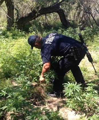 Policía Federal erradica cultivos de marihuana en BC