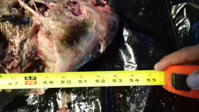 Encuentran vaquita marina muerta en San Felipe