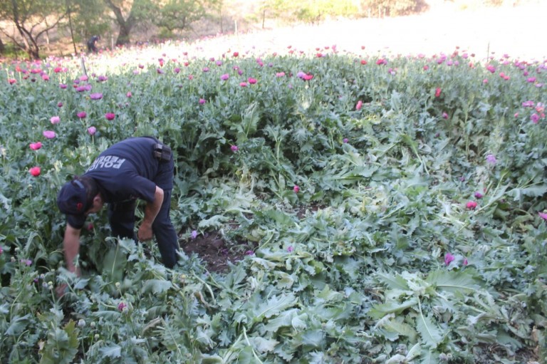 Policía Federal destruye más de un millón y medio de plantas de amapola