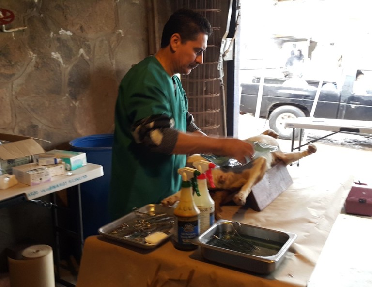 Logran esterilizar a más de 30 mascotas durante jornada en Rosarito
