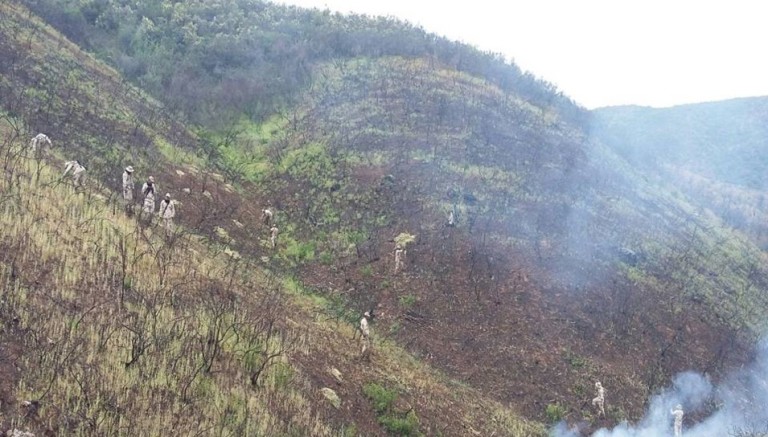 Ejército Mexicano localiza y destruye 6 plantíos de amapola en Ensenada