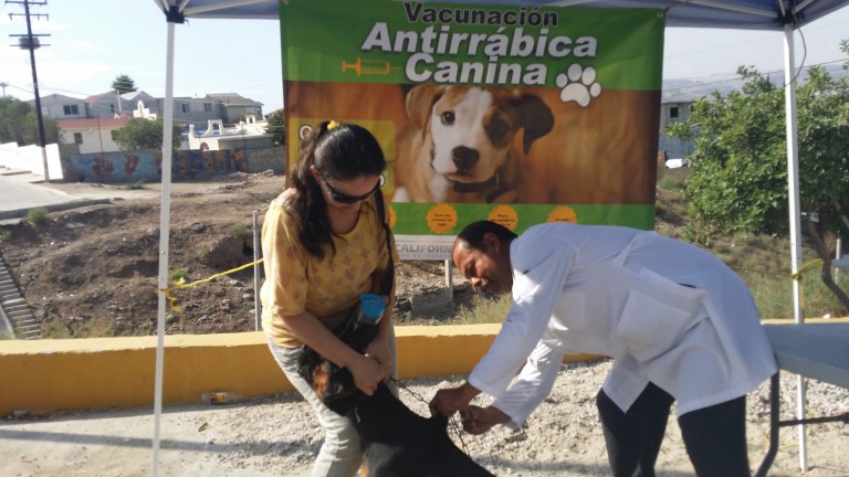 Vacunan a 135 mil mascotas durante la Semana Nacional de Vacunación Antirrábica