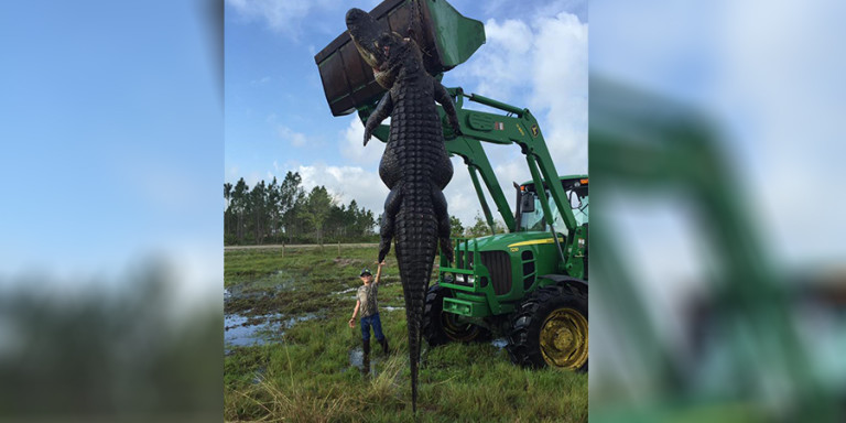 Cocodrilo gigante de casi 5 metros fue cazado en Estados Unidos