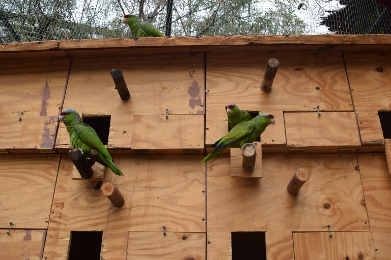 Estrena SIMPATT hábitat de aves del Zoológico de Tijuana
