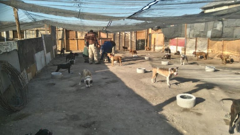 En resguardo 56 perros pitbull debido a maltrato animal