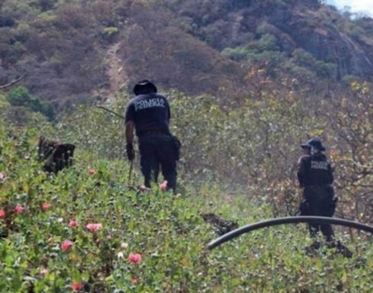 Policía Federal destruye más de 130 mil plantas de amapola