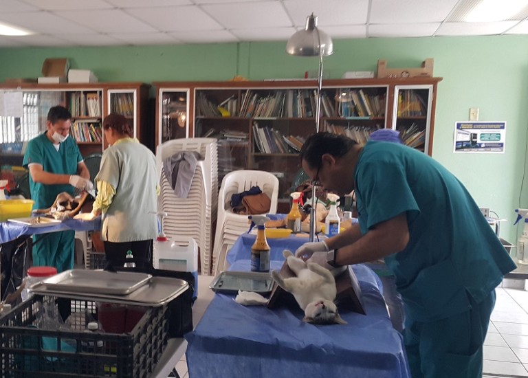 Invitan a la próxima jornada de esterilización de mascotas en Rosarito