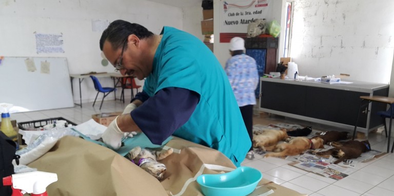 Ayuntamiento de Playas de Rosarito realizará jornada de esterilización en colonia constitución