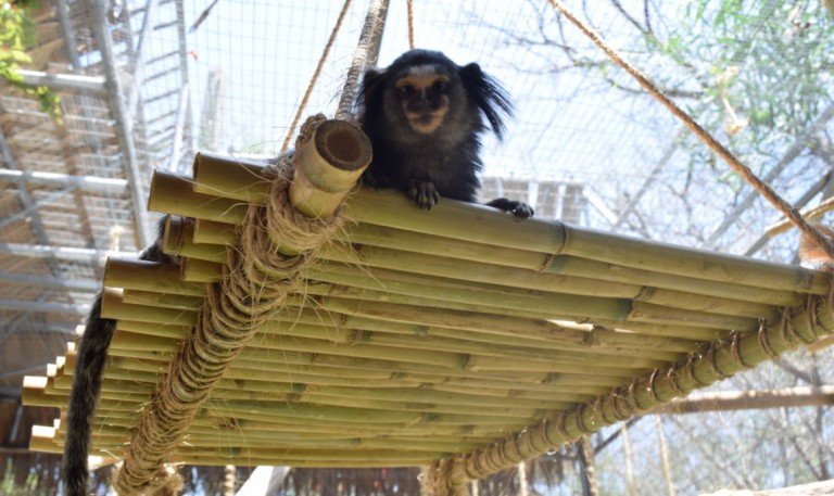 Monos titís, los nuevos integrantes el Zoológico de Tijuana