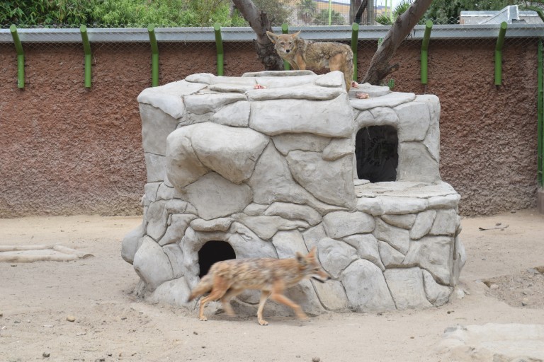 Mejora SIMPATT calidad de vida de coyotes del Zoo de Tijuana