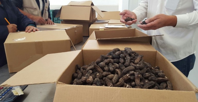 Asegura Profepa cargamento de 40,396 ejemplares de pepino de mar, en Baja California