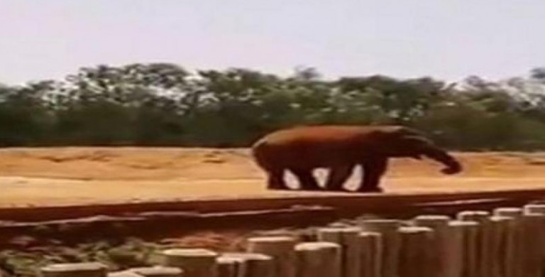Niña en zoológico muere tras recibir pedrada de elefante