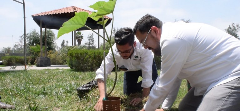 El árbol del futuro, la nueva siembra del Simpatt