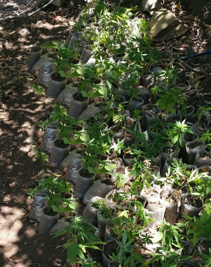 En Baja California, Policía Federal localiza e inhabilita un invernadero y tres plantíos de marihuana