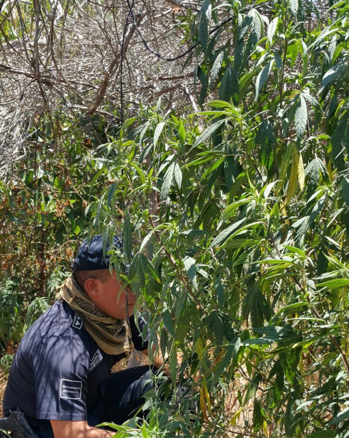 Policía Federal destruye más de una tonelada de plantas de marihuana en el municipio Ensenada, Baja California.