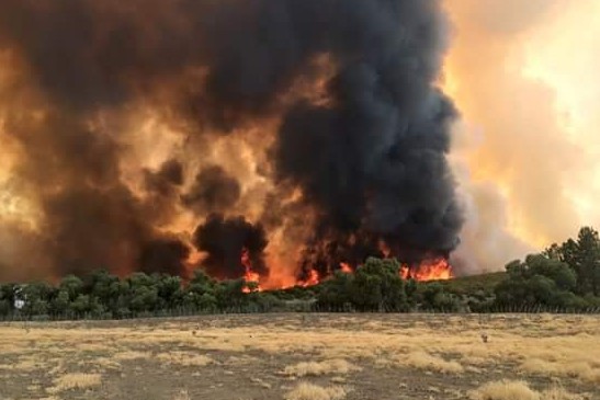 Bomberos de Tijuana ayudan a combatir incendio forestal en Sierra de Juárez