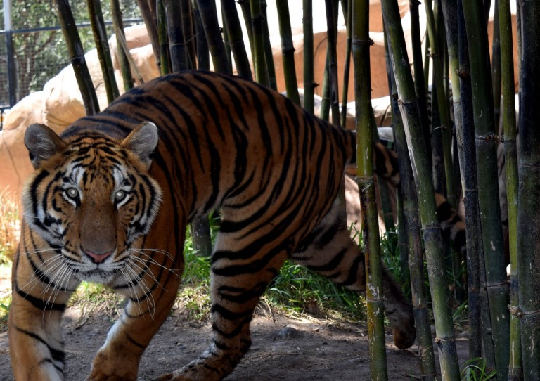 Invita SIMPATT  a la fiesta de cumpleaños de “Mandi”, la Tigresa del Zoológico de Tijuana