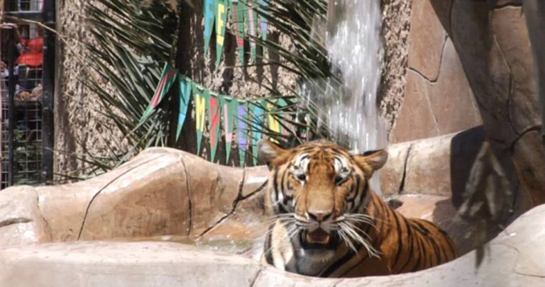 Se unen familias de Tijuana y Estados Unidos para festejar a la tigresa del Zoológico de Tijuana