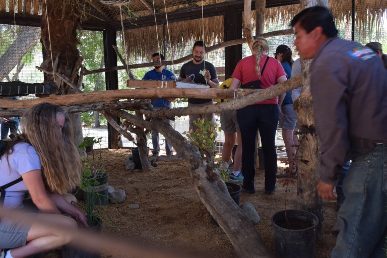 Realizan el Zoo de Tijuana y San Diego Zoo nuevo hogar para zorros gris