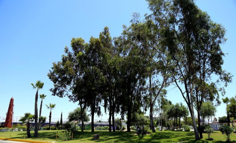 Ayuntamiento de Tijuana promueve programa de adopción de áreas verdes