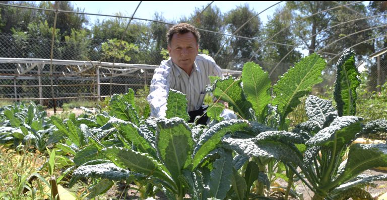 Kale, el superalimento producido por el vivero del Parque Morelos
