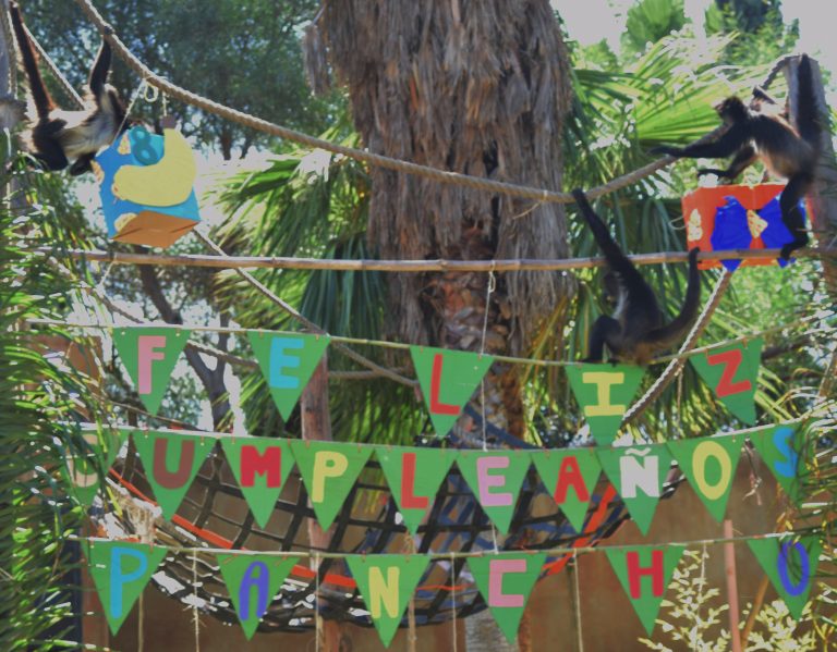 Festejan 8 años de “Pancho”, el mono araña   del  Zoo de Tijuana