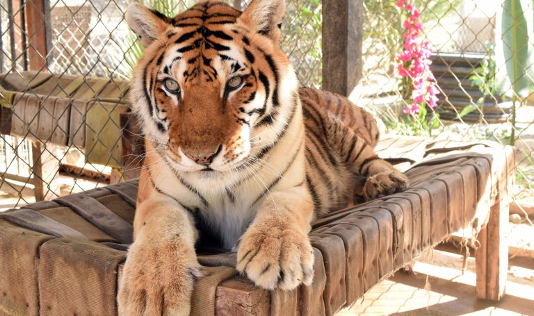 Llevarán a tigresas del Zoo de Tijuana a santuario