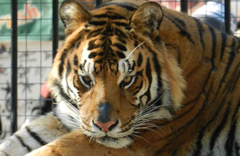Festejan los 7 años de uno de los tigres de Zoo de Tijuana