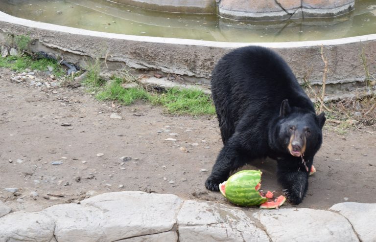 Reciben  a la nueva integrante del Zoo de Tijuana