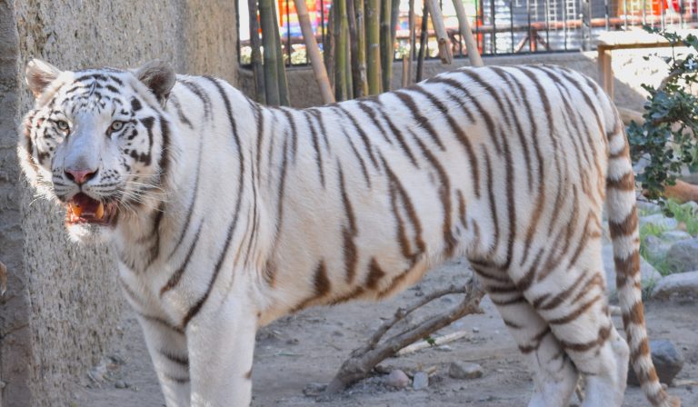 Invitan al cumpleaños del tigre del Parque Morelos